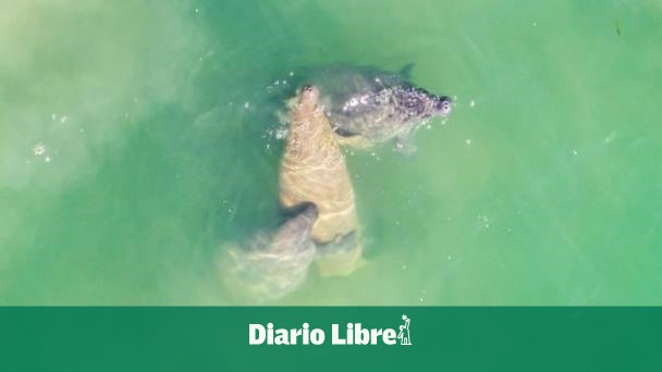 Iniciativa regional busca fortalecer la protección del manatí
