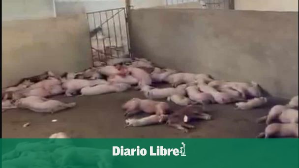 La crisis de la PPA provoca sacrificio de 400 cerdos en Espaillat
