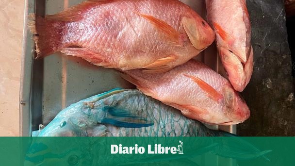 La venta ilegal del pez loro persiste en Boca Chica pese a prohibición
