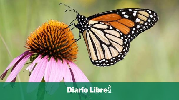 Las mariposas en EE.UU. están en "alarmante" declive