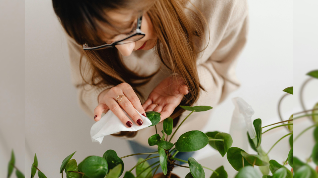 Los 3 poderosos motivos por los que no florecen tus plantas domésticas, según el Feng Shui