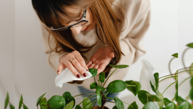 Los 3 poderosos motivos por los que no florecen tus plantas domésticas, según el Feng Shui