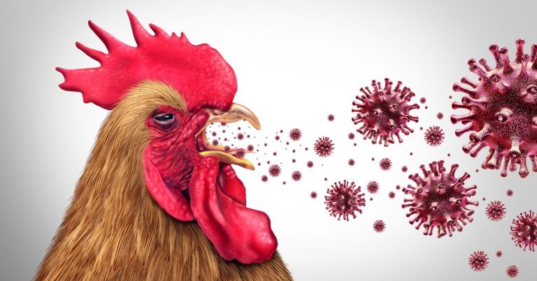 Reaparece la cepa de gripe aviar H7N9 en Estados Unidos, es transmisible a los humanos
