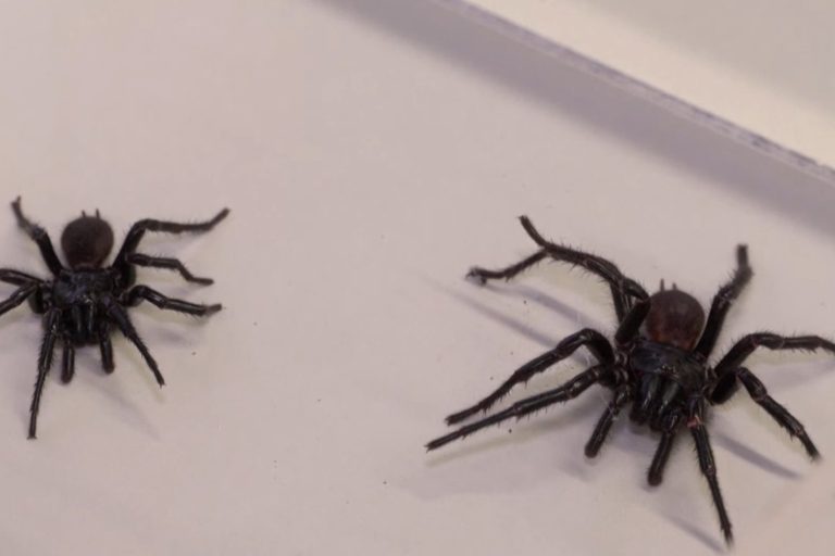 Big Boy Araña