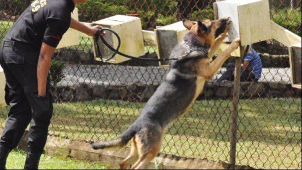 Vecinos en Prado Oriental denuncian calvario por perros del K9