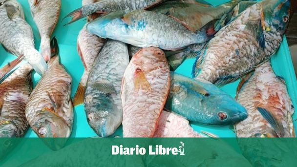 Venta de pez loro en Boca Chica es atribuida a la falta de conciencia