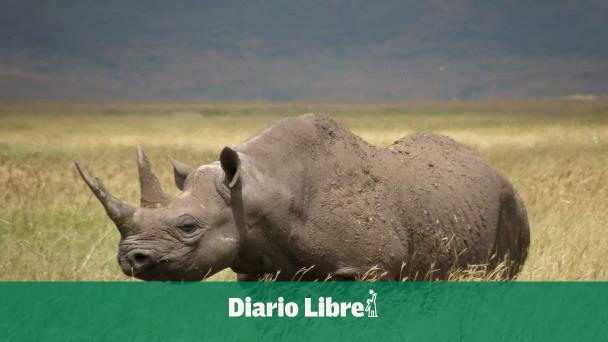 Zimbabue denuncia un proyecto minero que amenaza a rinocerontes