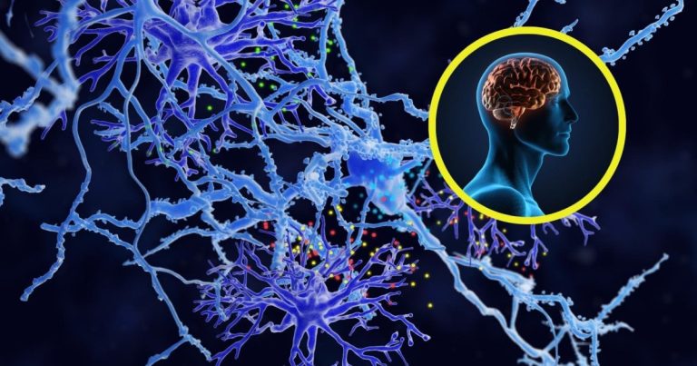 científicos descubren un nuevo tipo de célula en el cerebro que podría regenerar tejido dañado