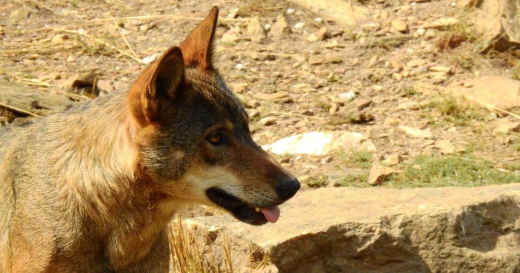 cómo la hibridación en el pasado cambió al lobo ibérico
