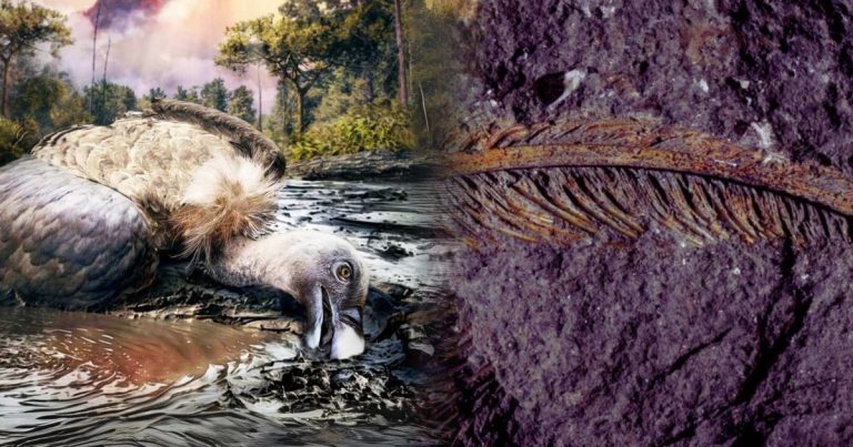 el fósil revela un tipo de conservación nunca antes visto