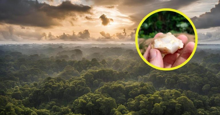 los primeros humanos vivieron en la selva tropical 100.000 años antes de lo que creíamos