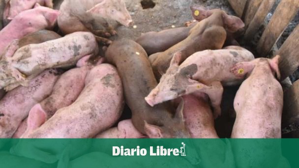 ¿Está la peste porcina presente o no en las grandes granjas de RD?