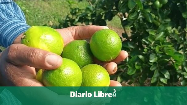 ¿Por qué el precio de los limones está alto en el país?
