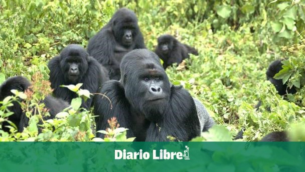 ¿Saben los animales que existen?