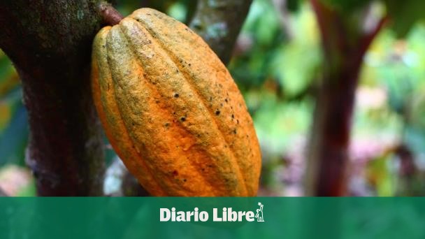 Agricultura y UE van a fortalecer la producción de cacao en RD
