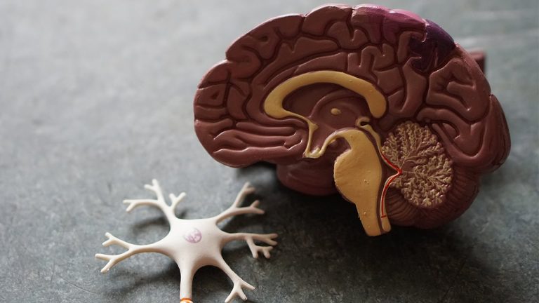 Hallazgo belga podría ayudar en desarrollo de nuevos fármacos contra Alzhéimer