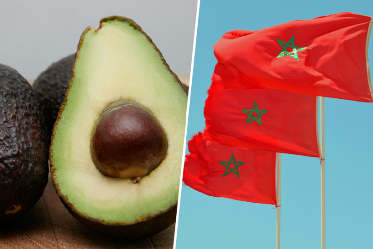 España lleva años liderando el aguacate mediterráneo, pero ahora hay alguien que le disputa el trono: Marruecos