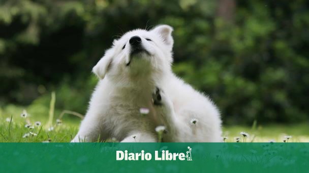 Perros domésticos: ¿el peor enemigo de la naturaleza?