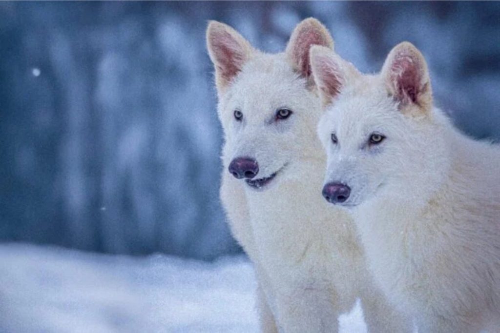 desextincion de lobo terrible