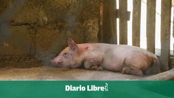 Rebrotes de la PPA afectan a unos 72 criadores de cerdos